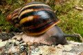 Archachatina marginata egregia Cameroon typ 1b (ssp 2) adult